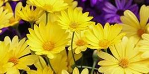 Yellow Daisy Flowers