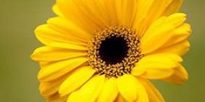 Yellow Gerbera Flowers