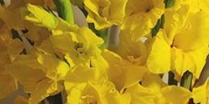 Yellow Gladiolus Flowers