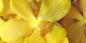 Yellow Mokara Flowers