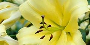 Yellow Oriental Lily Flowers