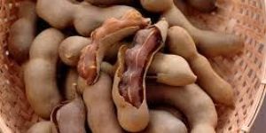 Tamarind Pods
