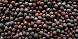 Black Mustard Seeds