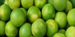 Fresh Sweet Lime