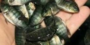 Monosex Tilapia Seed