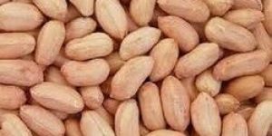 Peanut Kernel