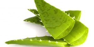 Aloe Vera Leaves