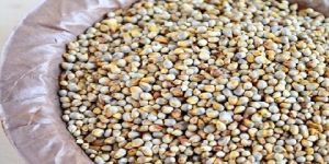 Pearl Millet