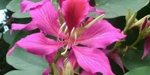 Bauhinia Variegata