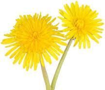 Dandelion