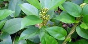 Gudmar (Gymnema Sylvestre)
