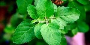 Holy Basil
