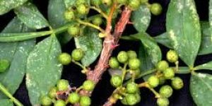 Zanthoxylum Armatum