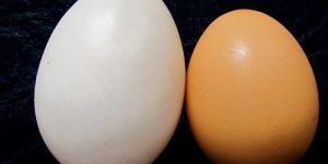 Farm Fresh Duck Eggs