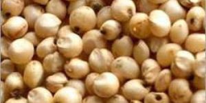 Sorghum Seeds