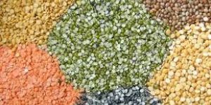 Indian Pulses