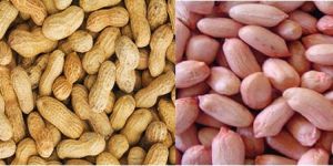 Groundnuts / Peanuts