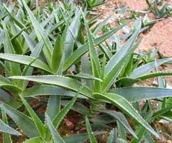 Aloe Vera Plant