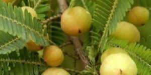 Fresh Amla