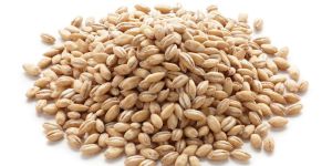 Barley Grains