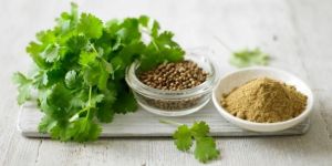 Coriander
