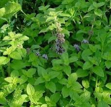 Mint Plant