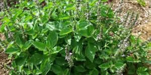 Holy Basil Plant