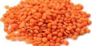 Whole Red Lentil