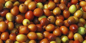Fresh Jujube