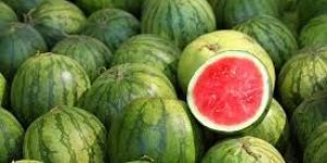 Fresh Watermelon