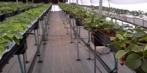 Greenhouse Automation System
