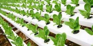 Hydroponic Gardening Training