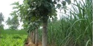 Organic Farming Training