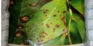 Power Break Bio Fungicide Fertilizer