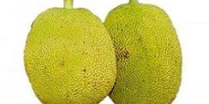 Fresh Jackfruit
