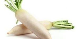 Fresh Radish