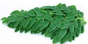 Moringa Leaves