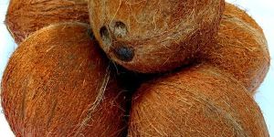 Fully Husked Coconut