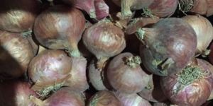 Healthy Onion