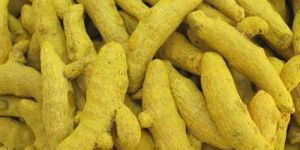 Raw Turmeric Finger