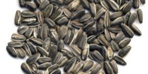 Sunflower Seeds