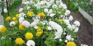 Floriculture Plants