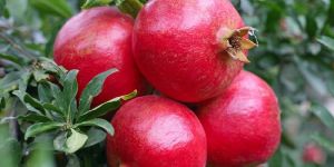 Fresh Pomegranates