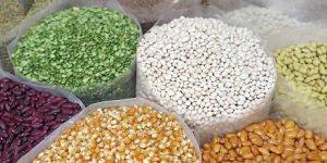 Pulses and Grains