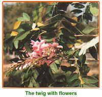 Gliricidia Maculata Seeds