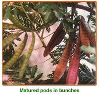 Leucaena Leucocephala Seeds