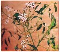 Melia Azedarach Plant