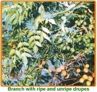 Melia Azedarach Seeds