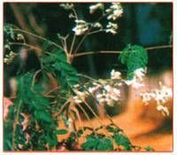 Moringa Oleifera Plant