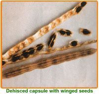 Moringa Oleifera Seeds